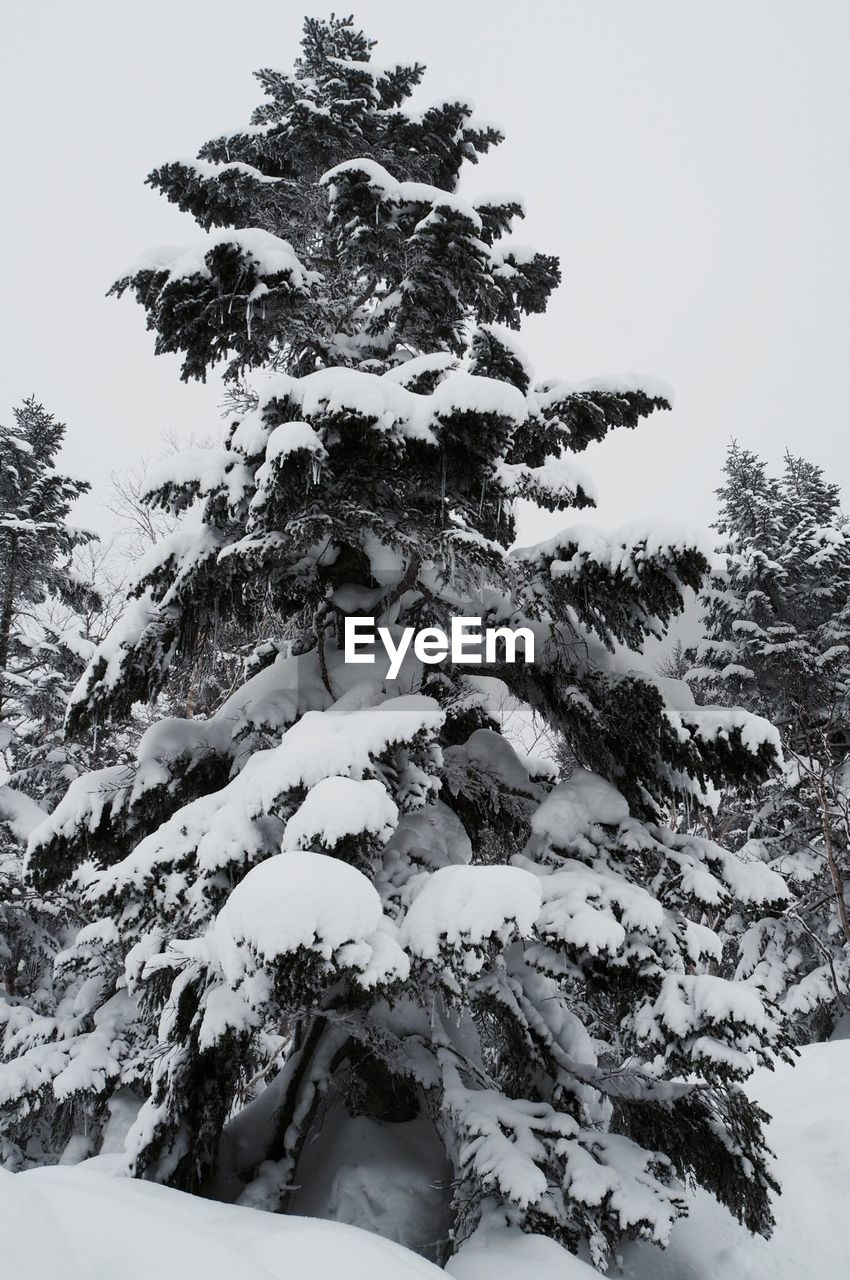 CLOSE-UP OF TREE DURING WINTER
