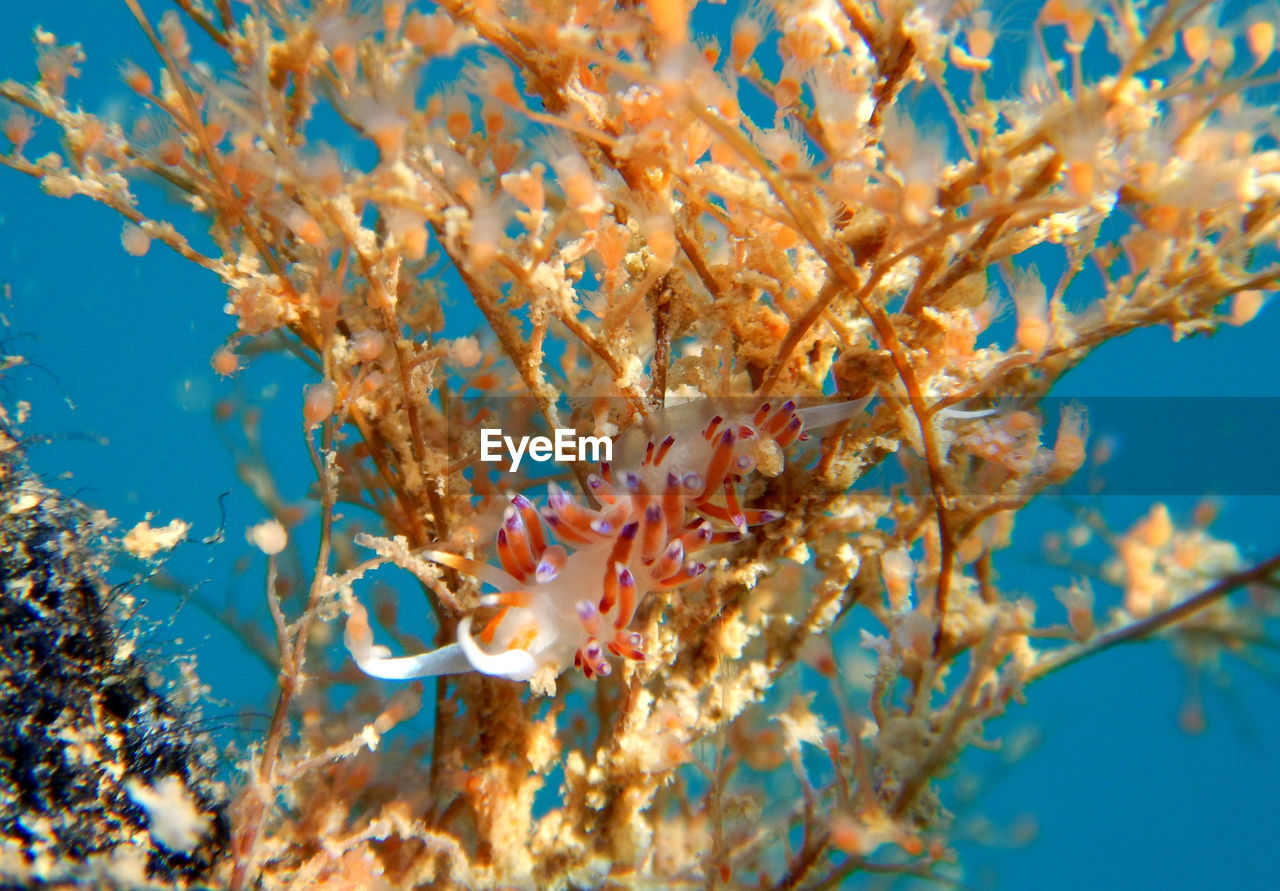 CLOSE-UP OF FISH SWIMMING IN SEA