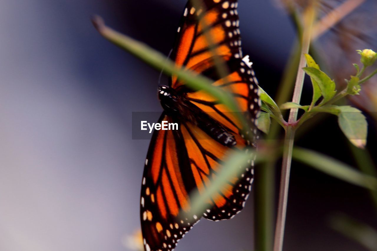 Close-up of butterfly pollinating on flower