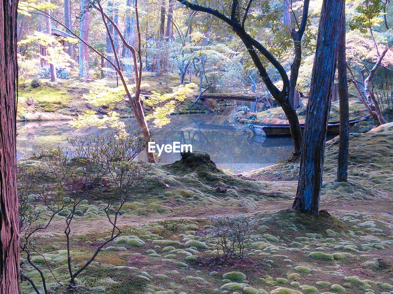 VIEW OF TREES BY LAKE