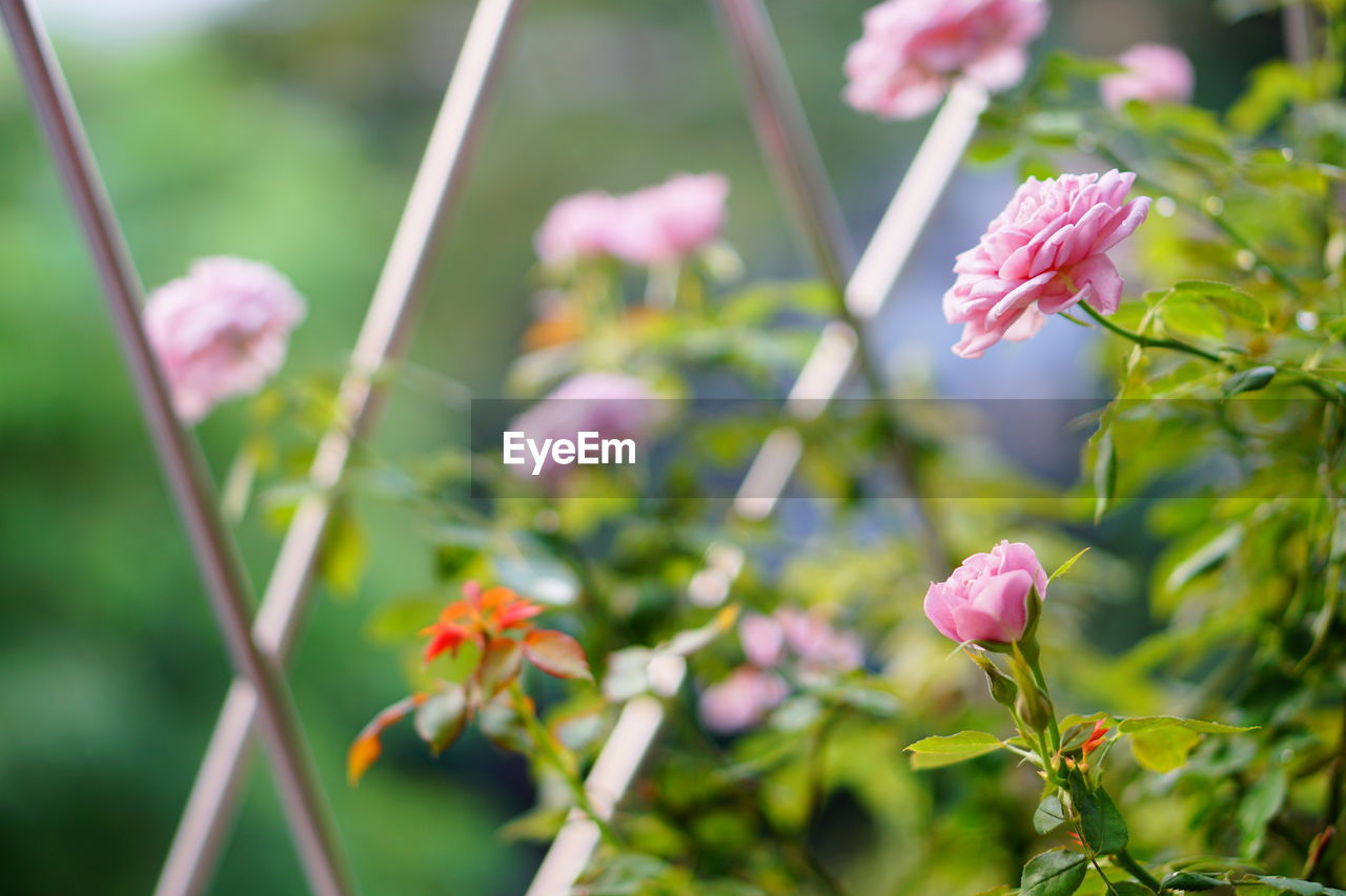 Close-up of pink flowering plant
