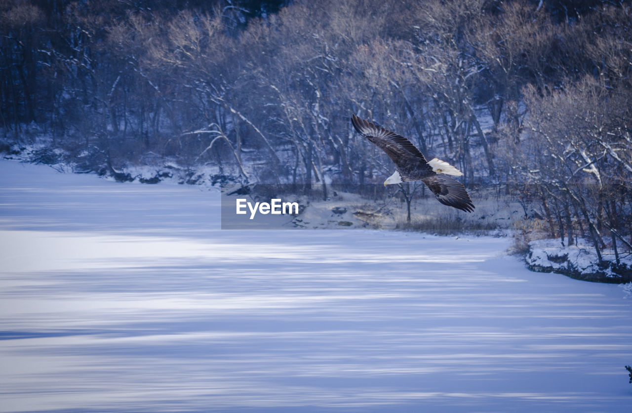 Low angle view of bird flying over snow covered landscape