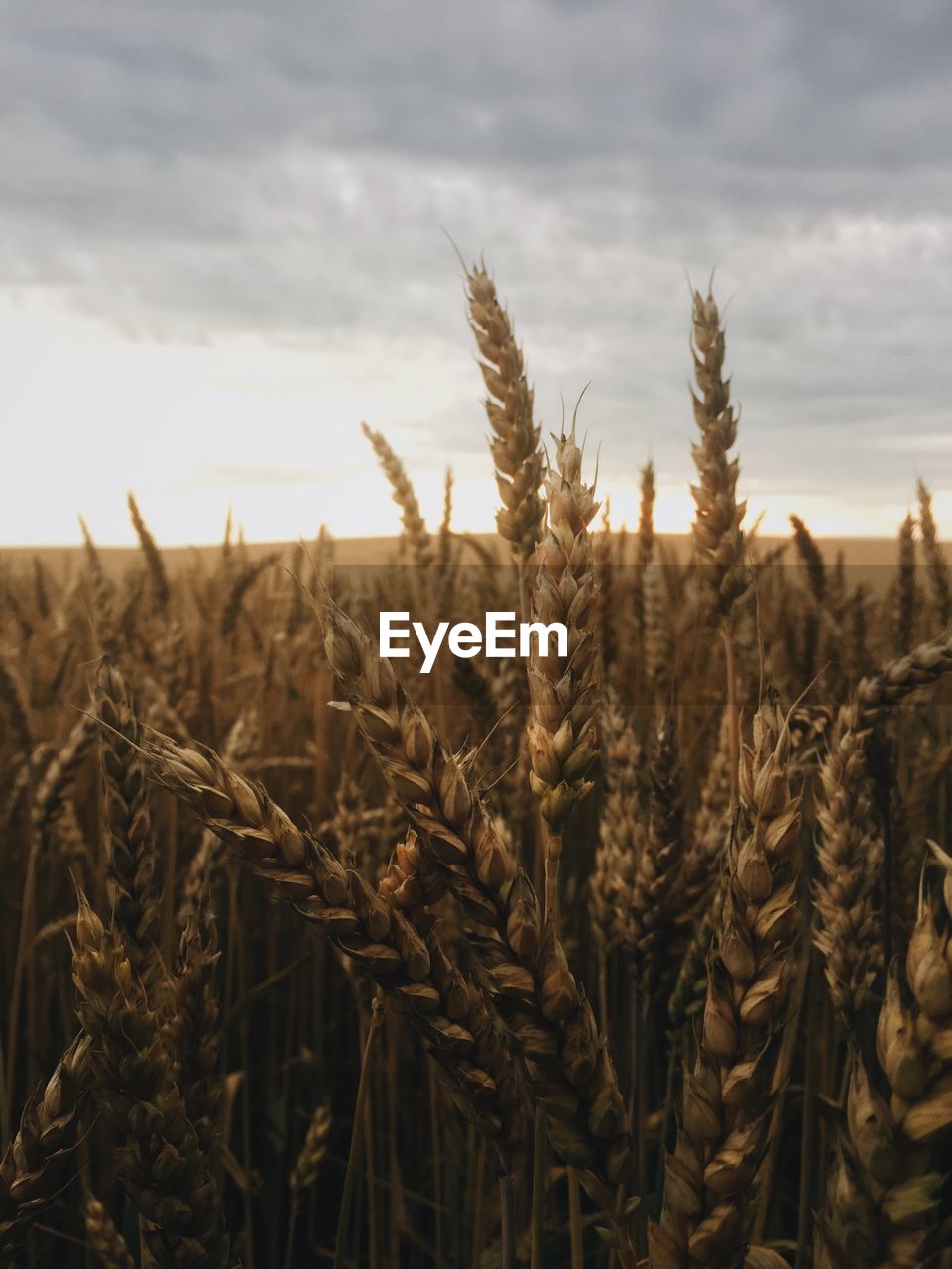 Ukrainian field with wheat