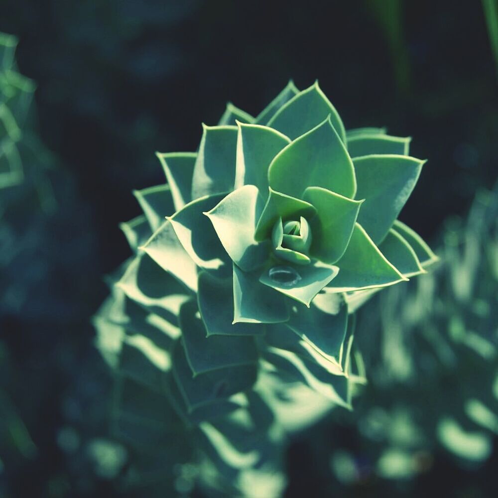 Close-up of green flower