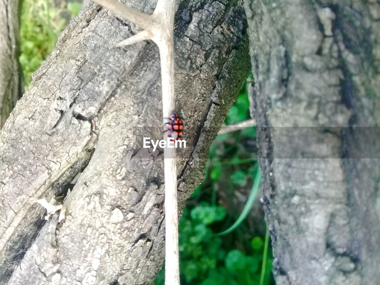 CLOSE-UP OF TREE BARK