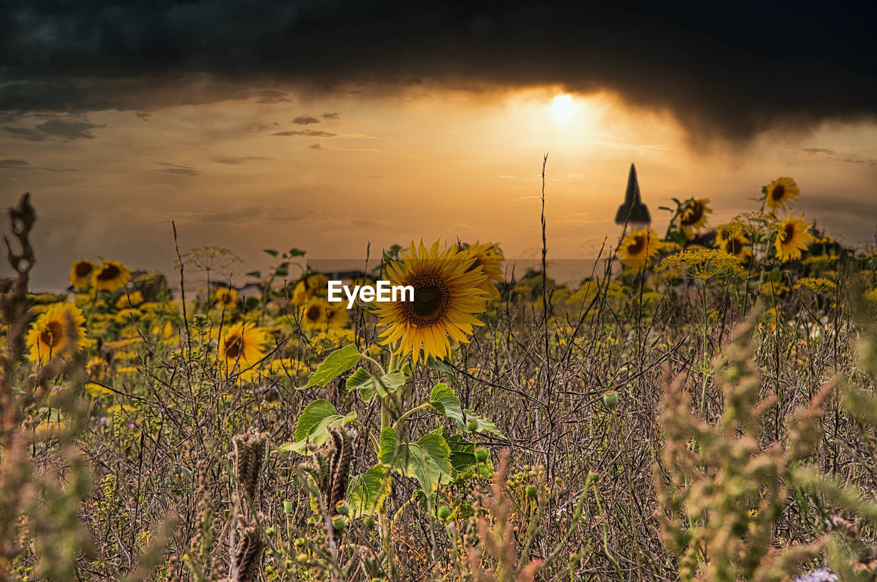 Sunflowers on field against sky during sunset