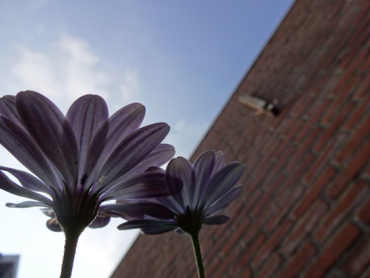 LOW ANGLE VIEW OF FLOWERS AGAINST SKY