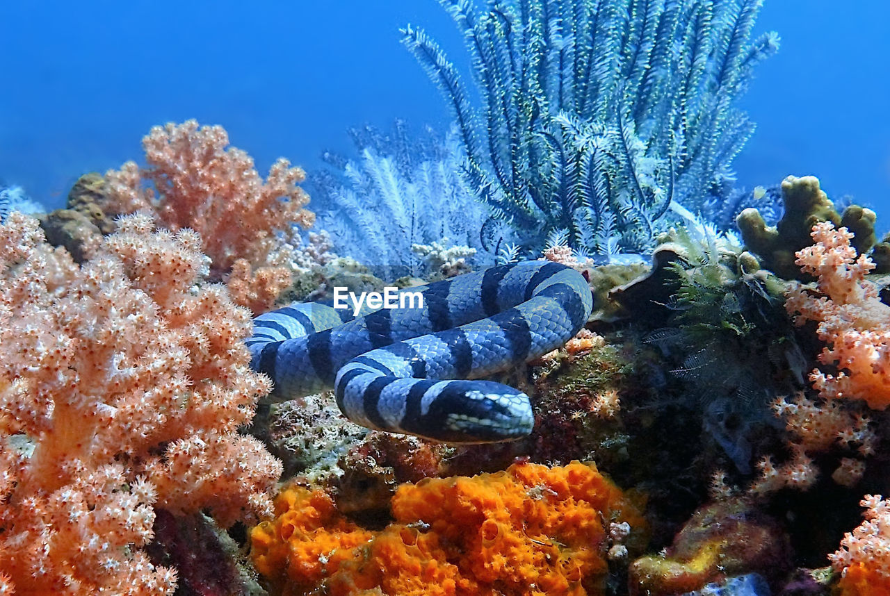 Close-up of multi colored coral in aquarium