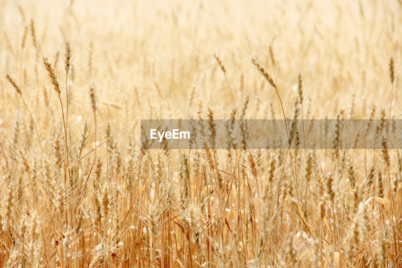 Close-up of wheat field