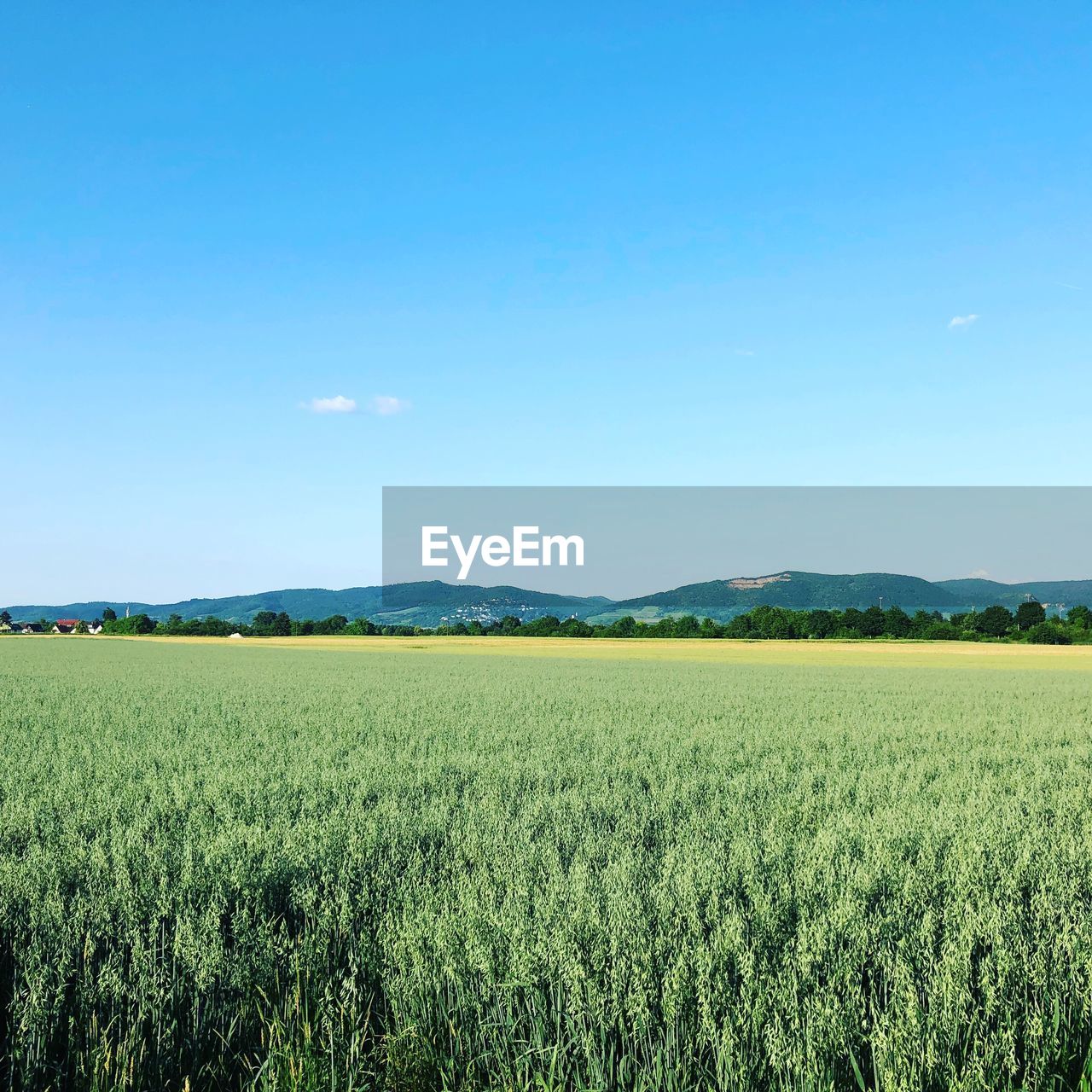 Scenic view of agricultural field against clear blue sky