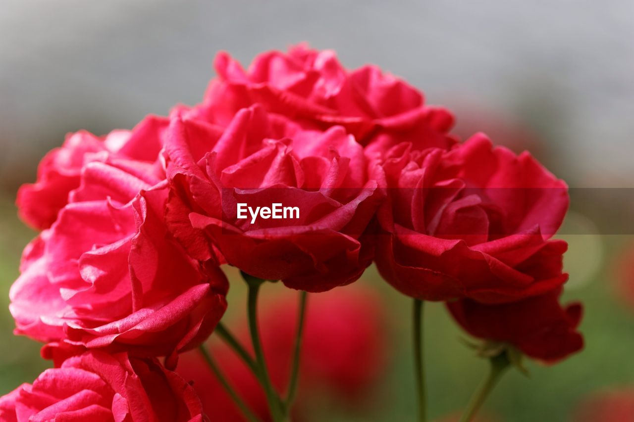 Close-up of red roses in park