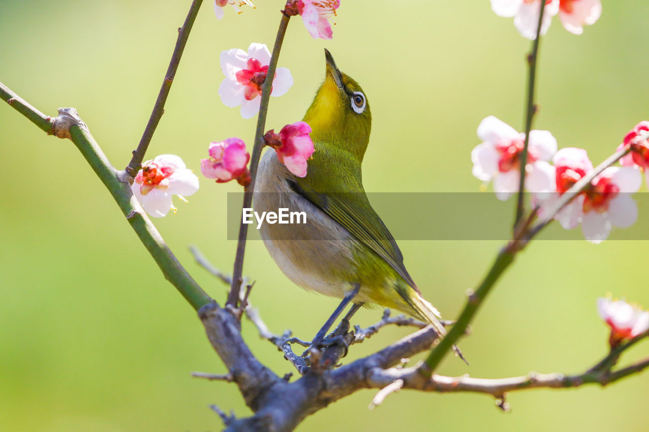 Close-up of bird perching on plum blossom tree