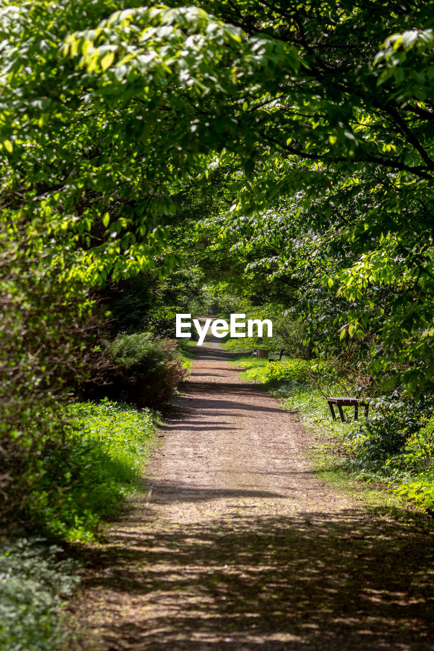 FOOTPATH AMIDST TREES