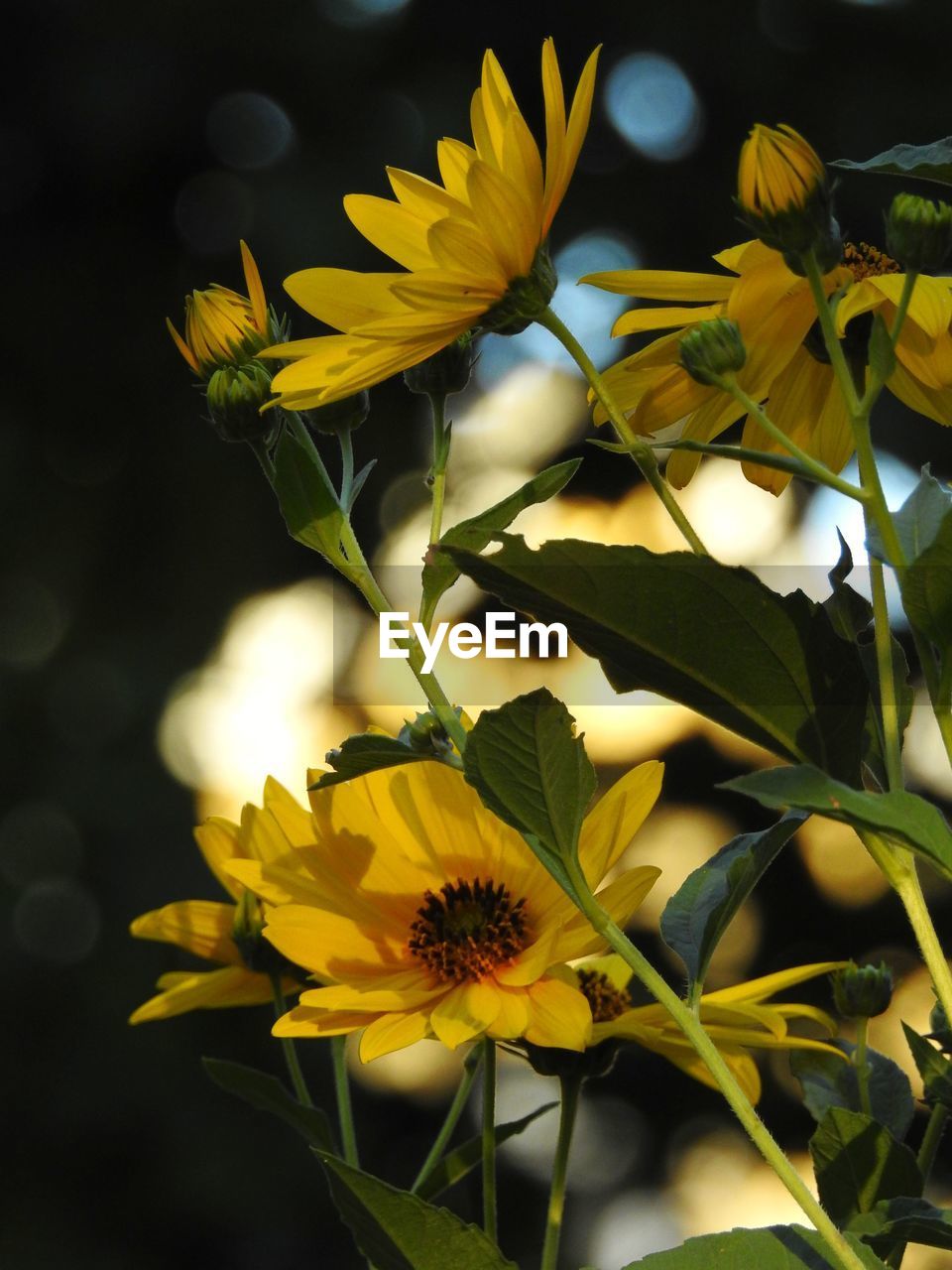 Close-up of yellow flowers