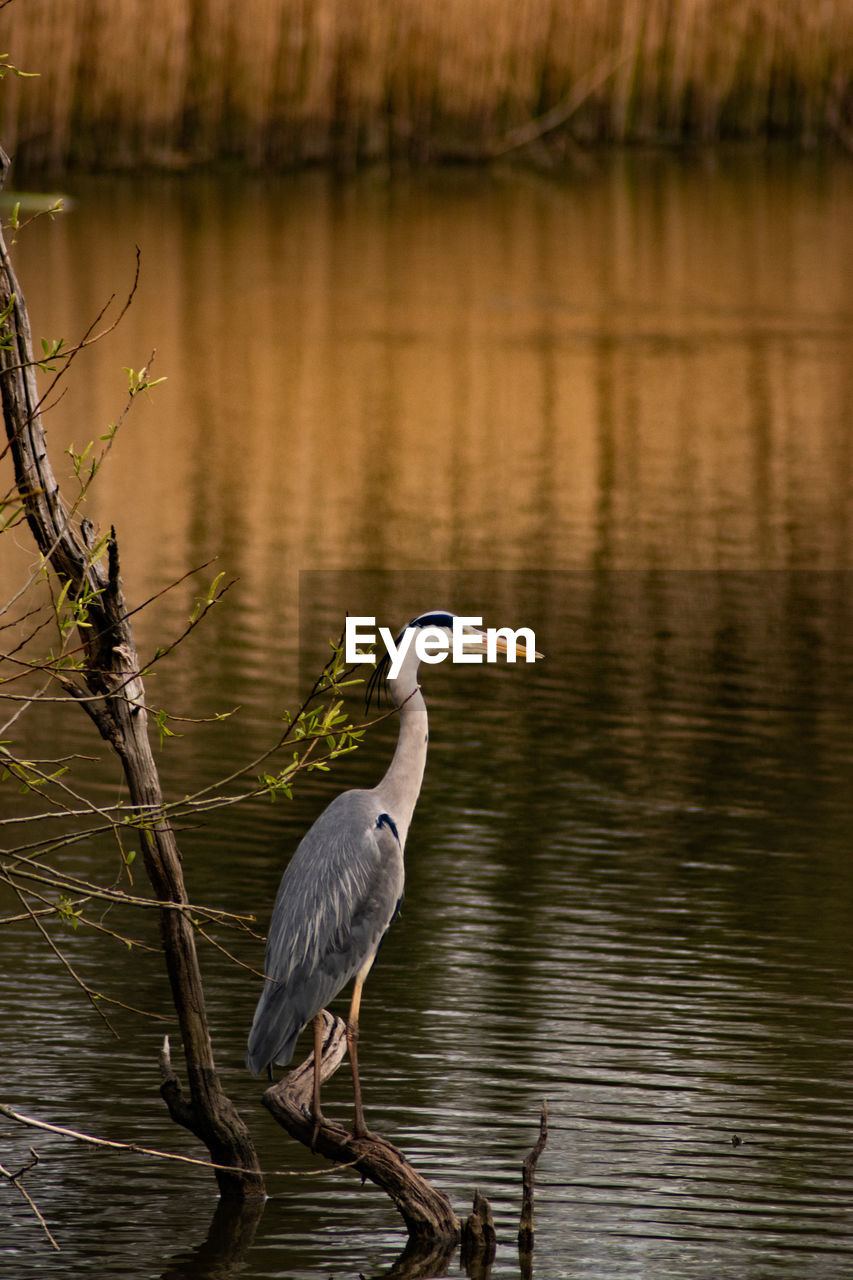 High angle view of gray heron perching on lake