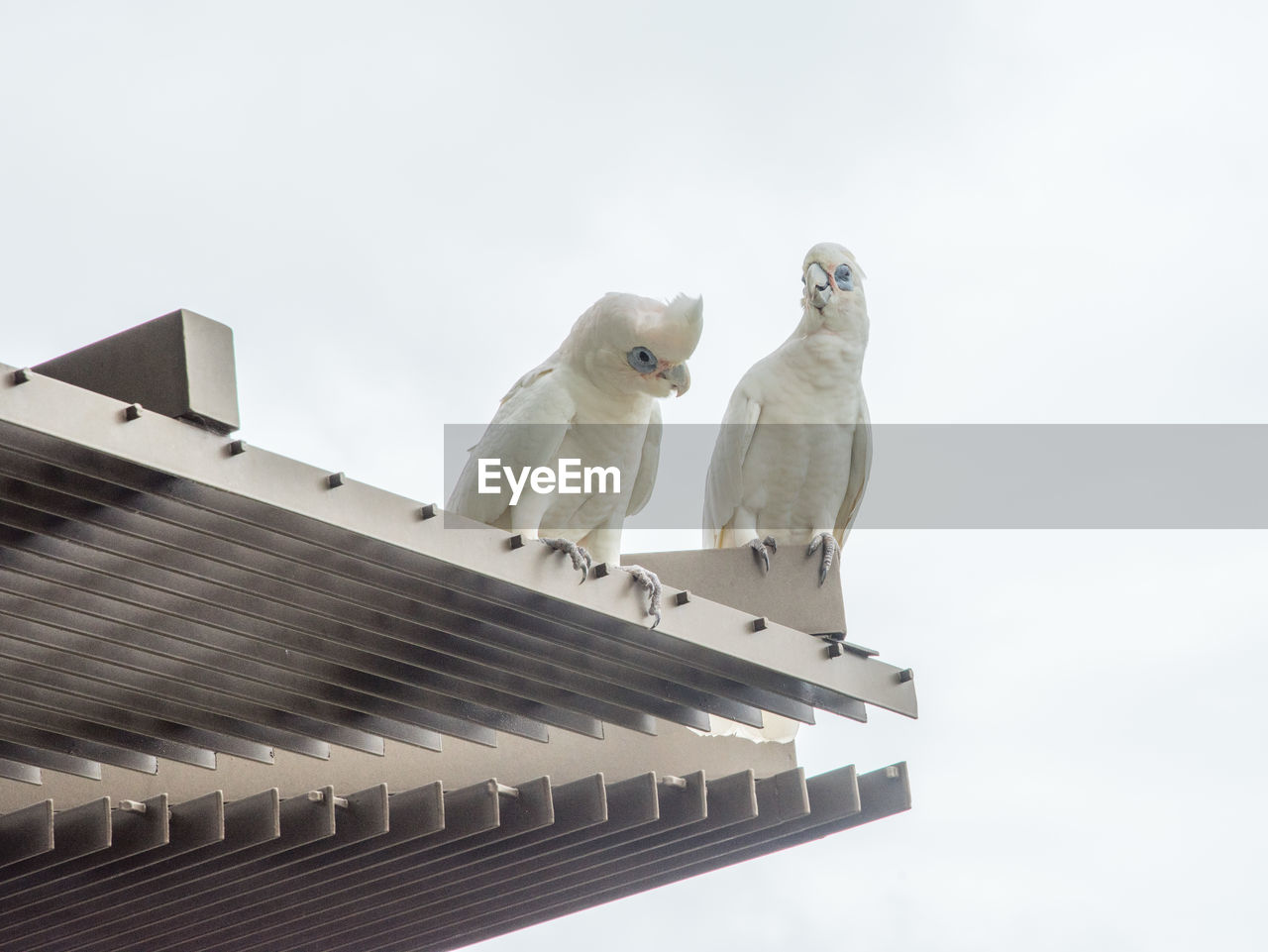 LOW ANGLE VIEW OF BIRDS PERCHING ON ROOF