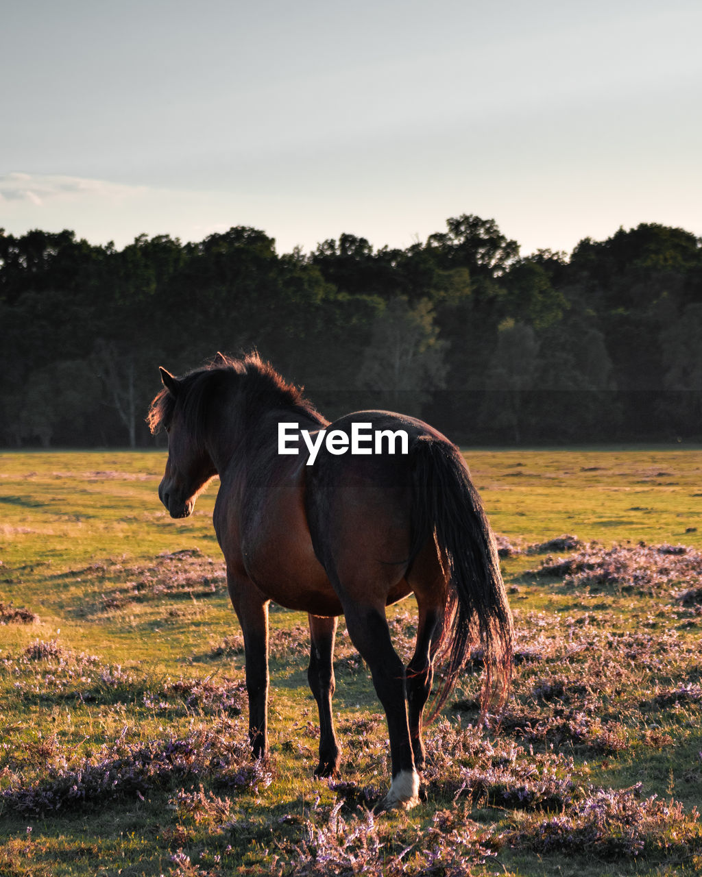 HORSE STANDING ON FIELD