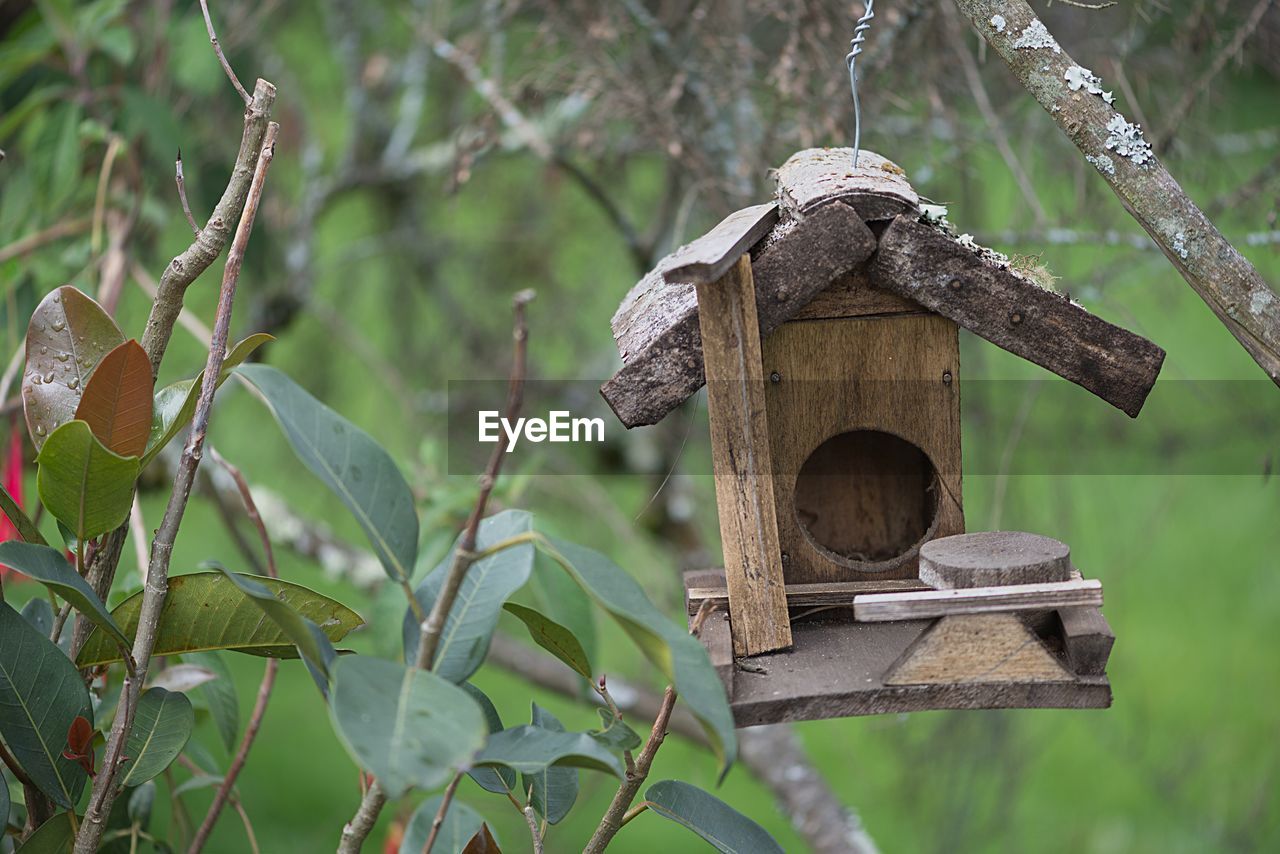 CLOSE-UP OF BIRD ON WOODEN POST