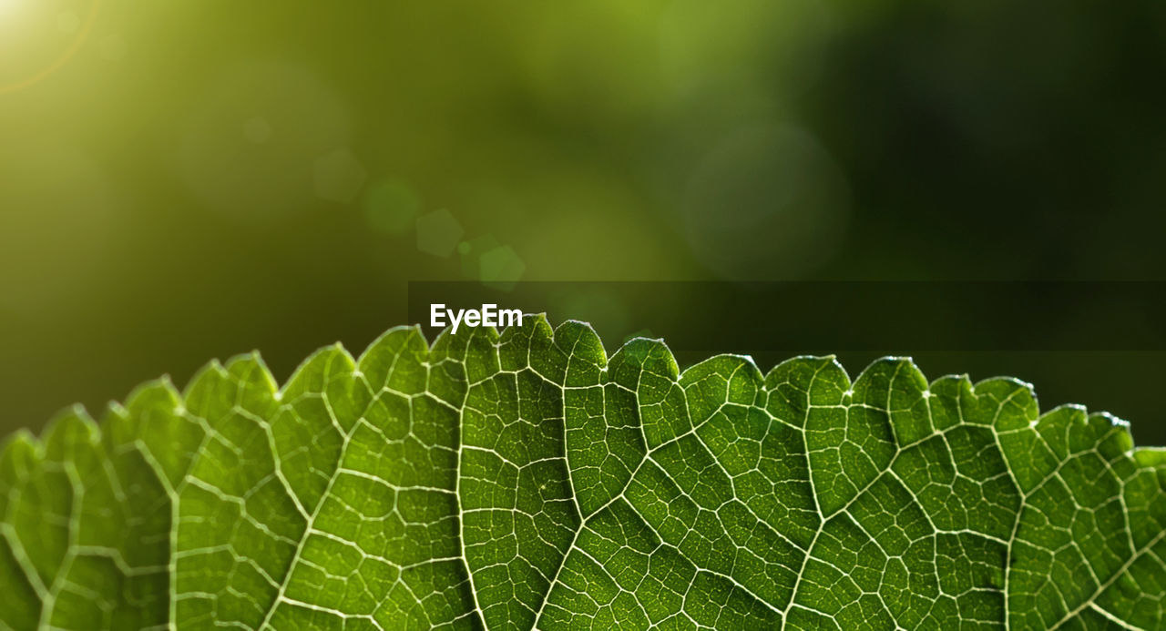 Close-up of green leaves