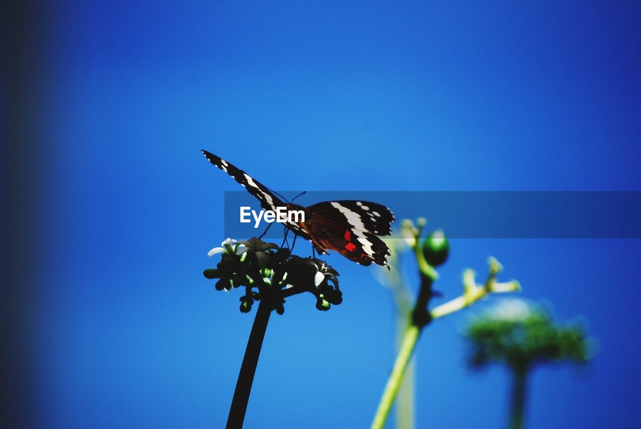 Close-up of butterfly on flower against sky