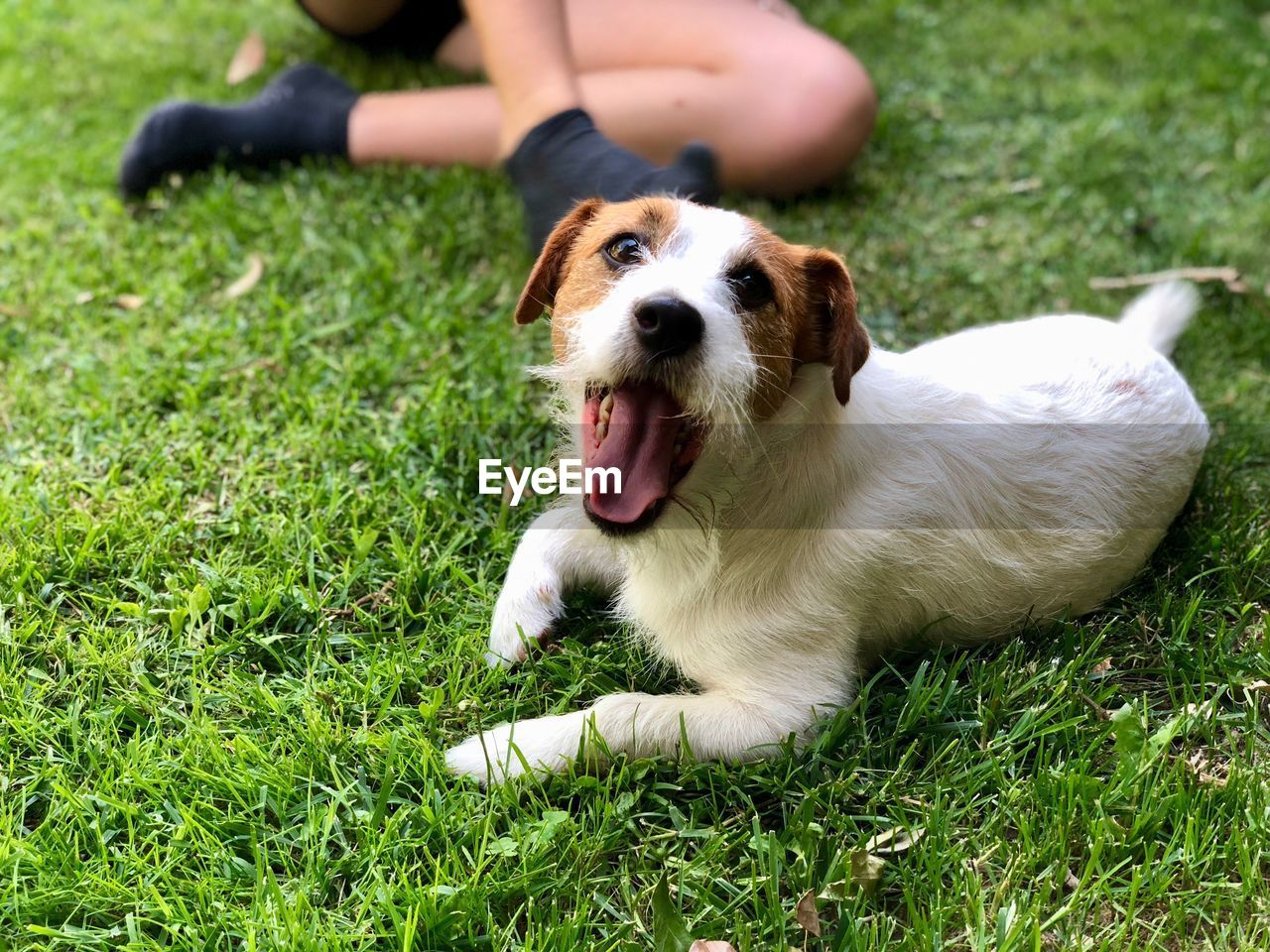 View of dog on field, jack russell terrier