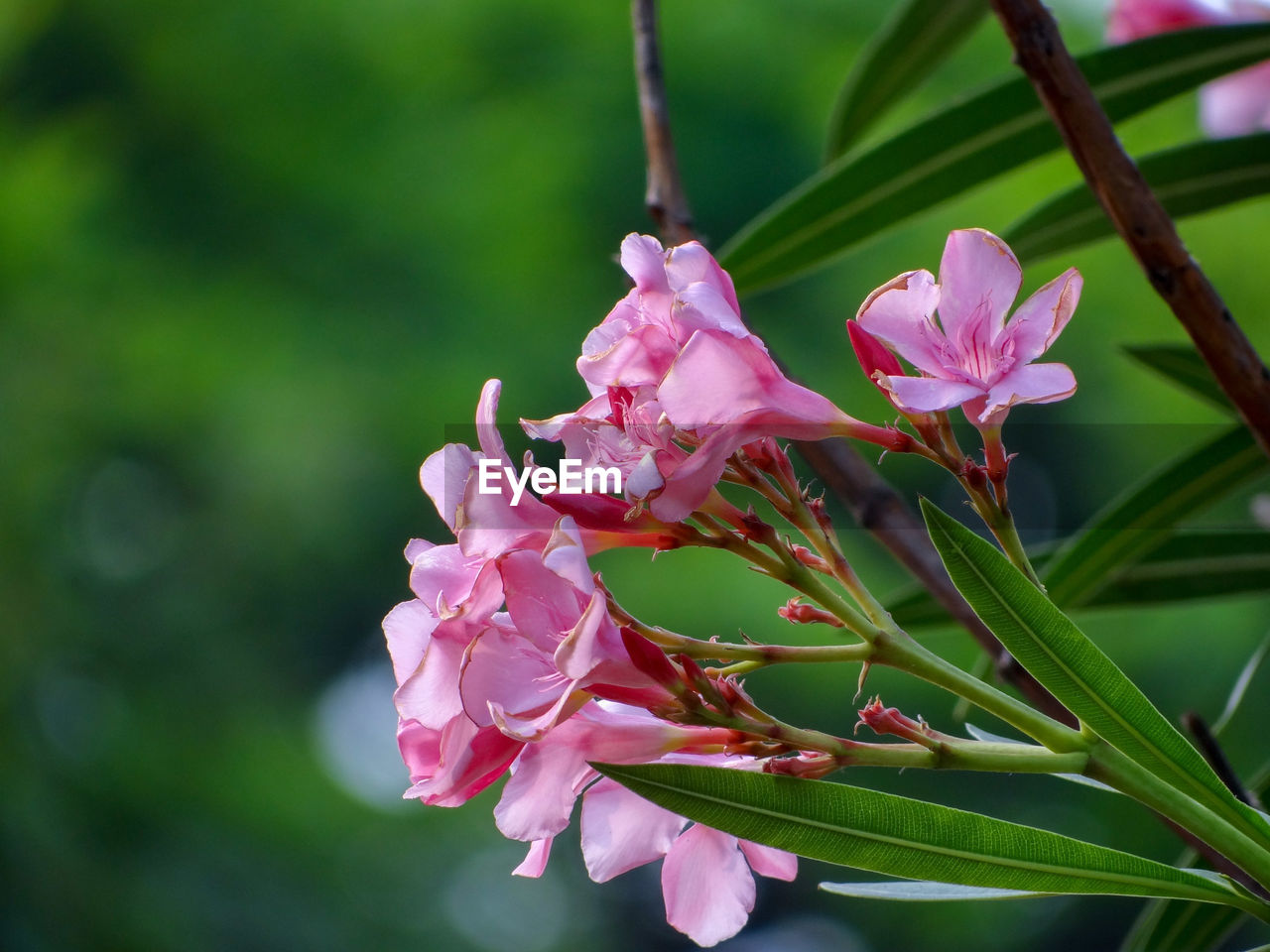 CLOSE-UP OF PINK FLOWER