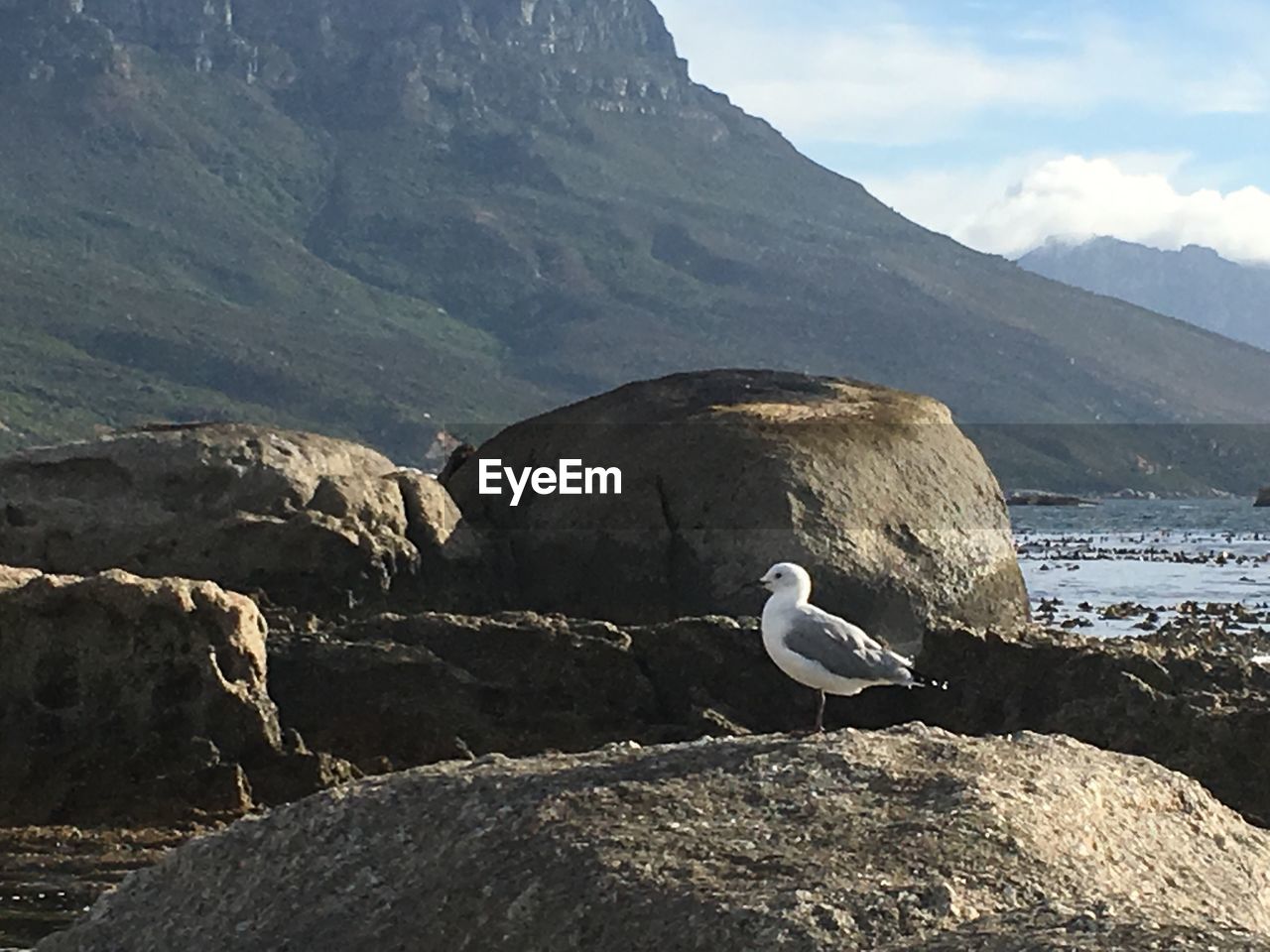 SWAN ON LANDSCAPE AGAINST MOUNTAIN