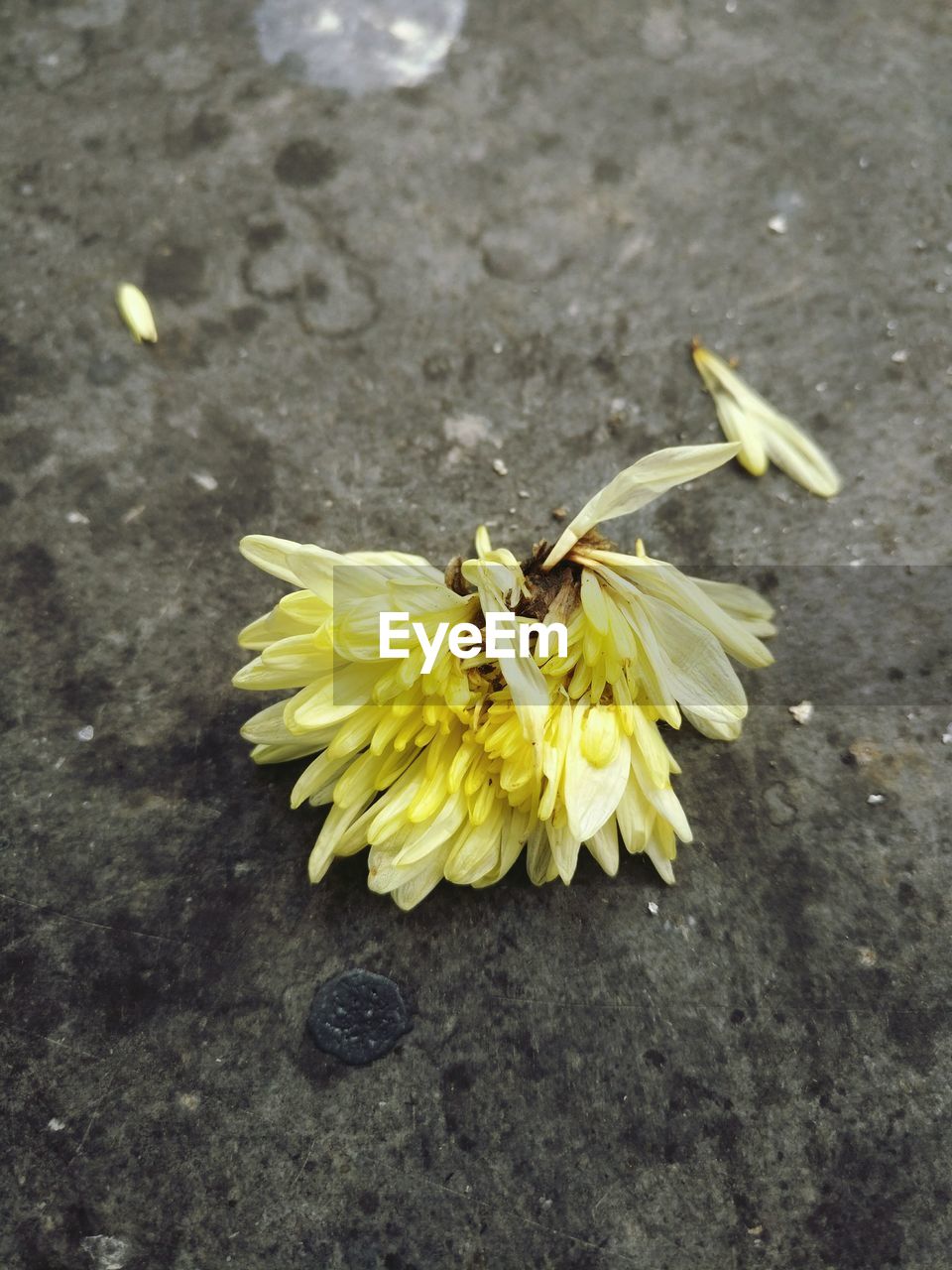 CLOSE-UP OF INSECT ON YELLOW FLOWERS