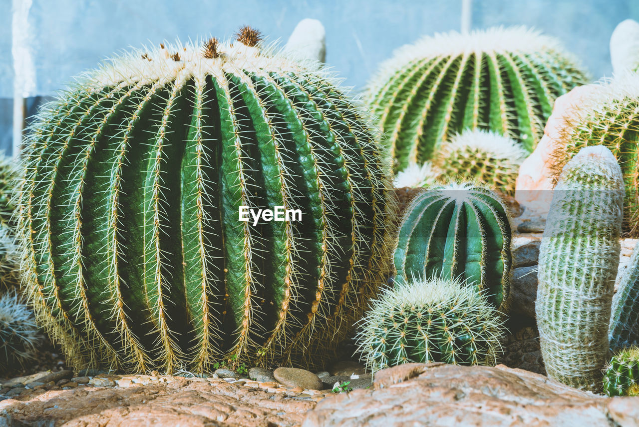 CLOSE-UP OF CACTUS GROWING OUTDOORS