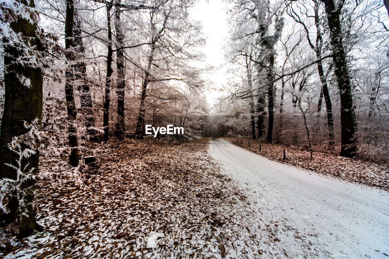 View of trees in forest