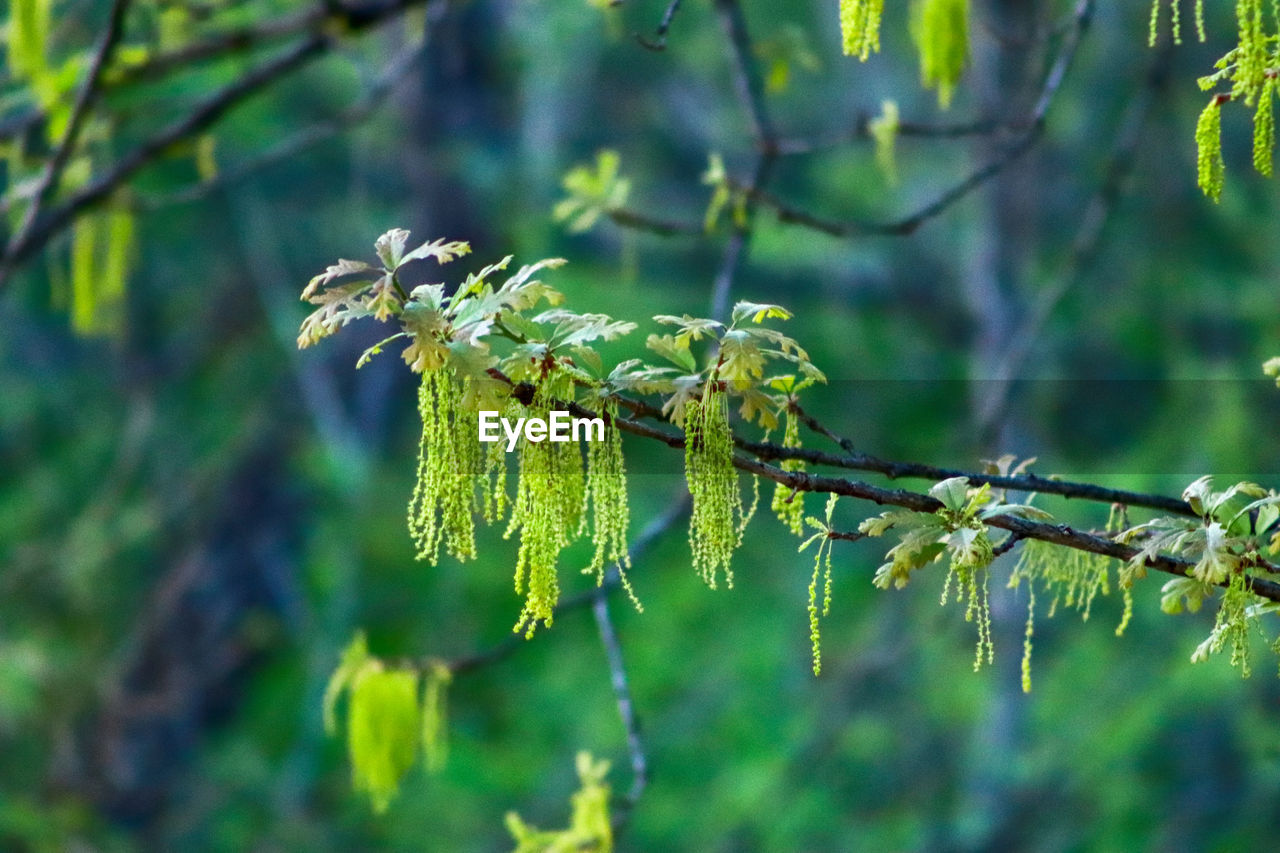 CLOSE-UP OF LEAVES ON TREE