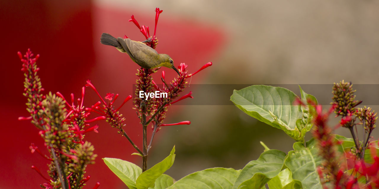 Close-up of humming bird  pollinating on red flower