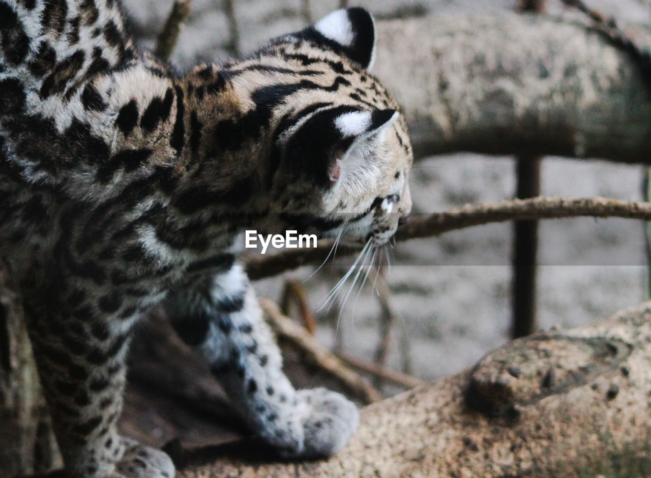 Close-up of an ocelot