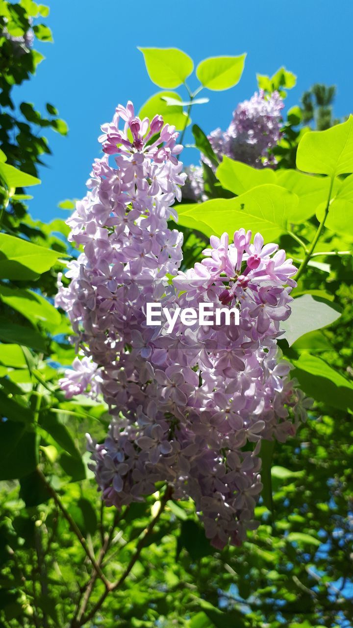 CLOSE-UP OF PURPLE FLOWERS