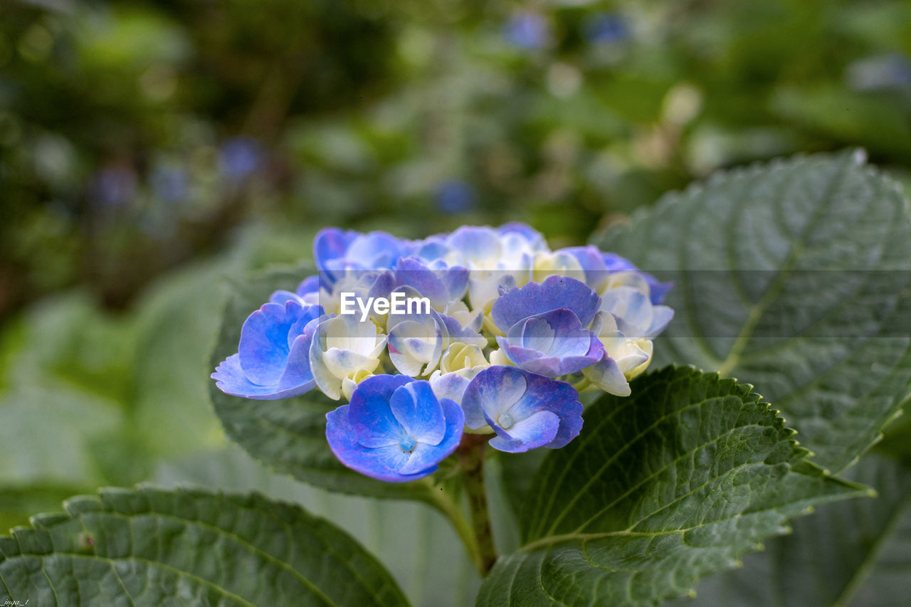 flower, flowering plant, plant, plant part, leaf, beauty in nature, freshness, nature, close-up, purple, inflorescence, flower head, growth, petal, fragility, blue, hydrangea, outdoors, botany, no people, hydrangea serrata, springtime, macro photography, garden, day, green, summer, focus on foreground