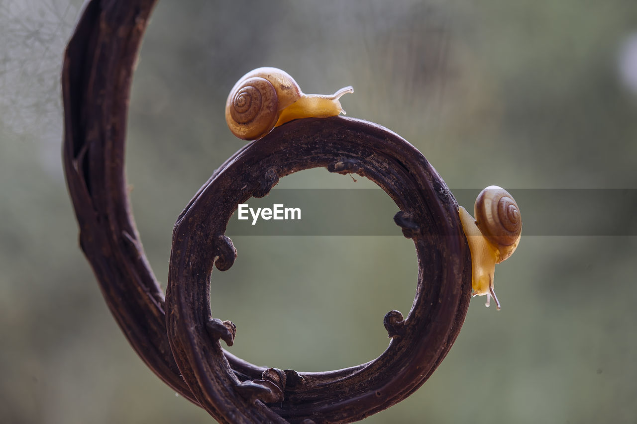 Small snail with a unique wooden trunk