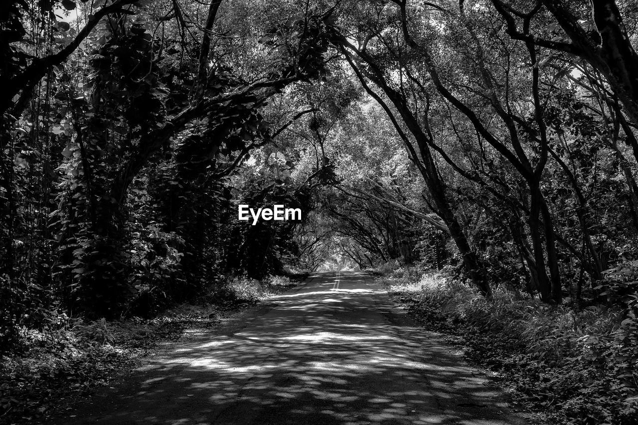 Empty road amidst trees in forest