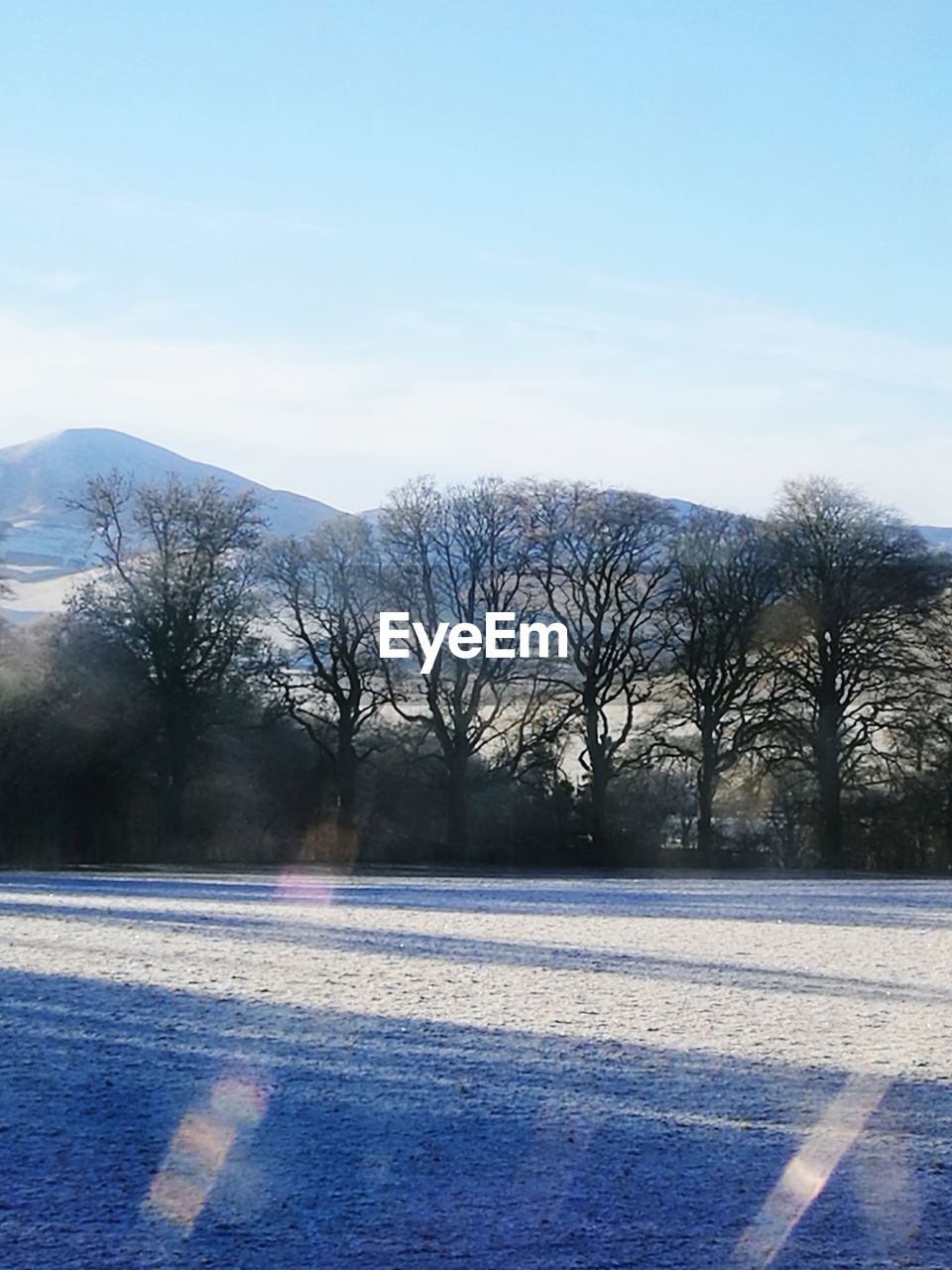 BARE TREES ON SNOWY LANDSCAPE