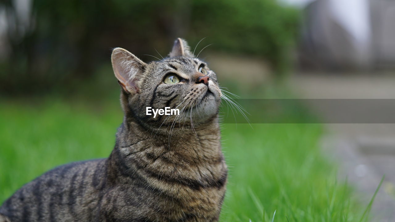 animal themes, animal, one animal, pet, mammal, cat, domestic animals, feline, domestic cat, grass, wild cat, tabby cat, whiskers, no people, focus on foreground, felidae, small to medium-sized cats, animal body part, plant, looking, nature, carnivore, day, green, close-up, outdoors