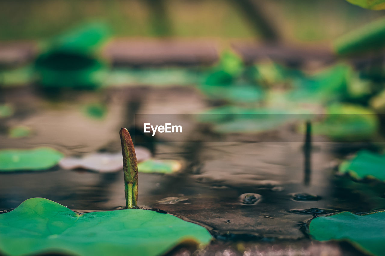 CLOSE-UP OF WATER IN BLURRED BACKGROUND