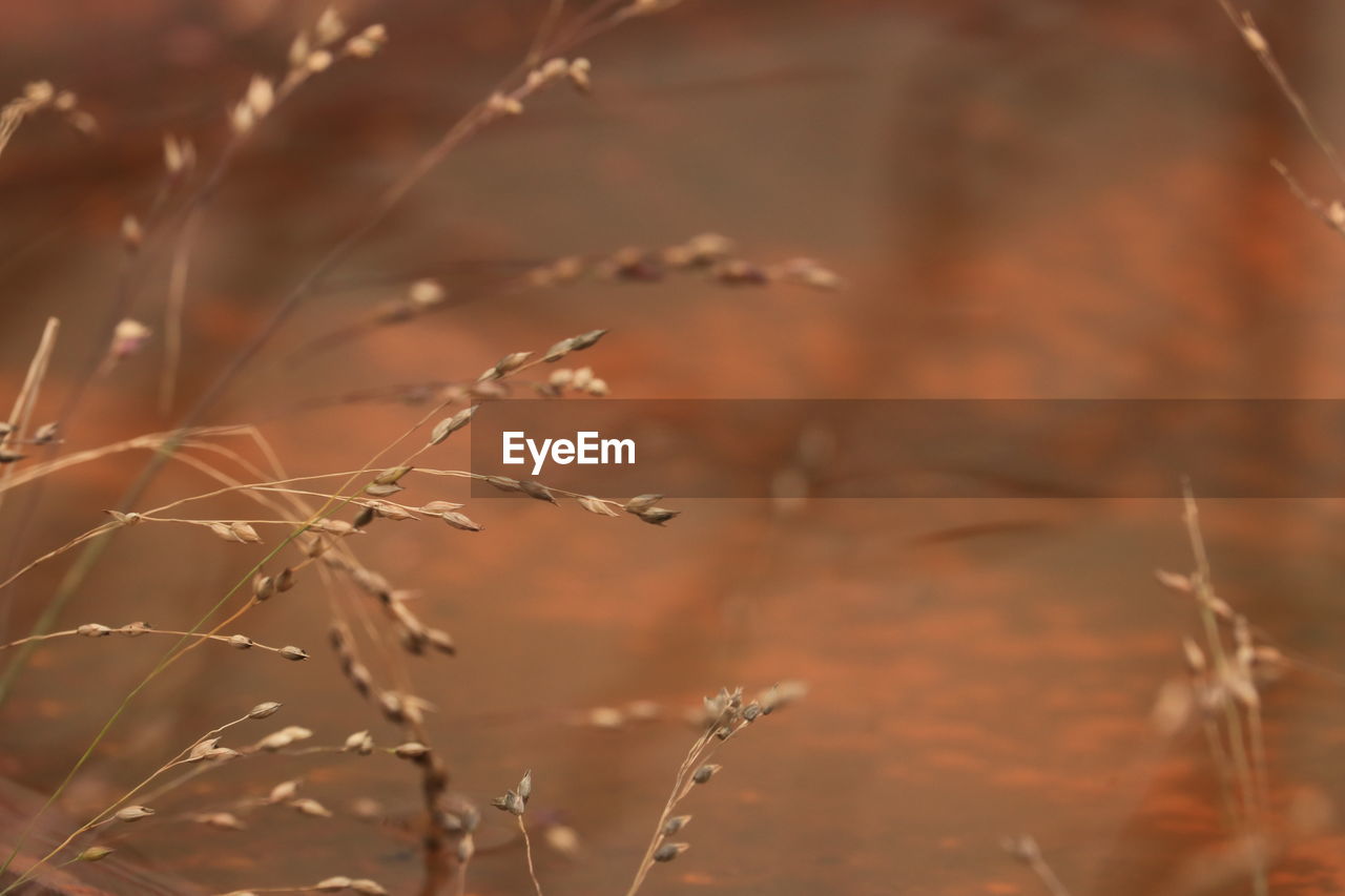 plant, grass, nature, close-up, autumn, land, no people, beauty in nature, growth, branch, leaf, landscape, focus on foreground, outdoors, sunlight, selective focus, tranquility, cereal plant, brown, day, flower, field, prairie, environment, macro photography, dry, scenics - nature, rural scene, crop, agriculture, food, food and drink, sunset, non-urban scene