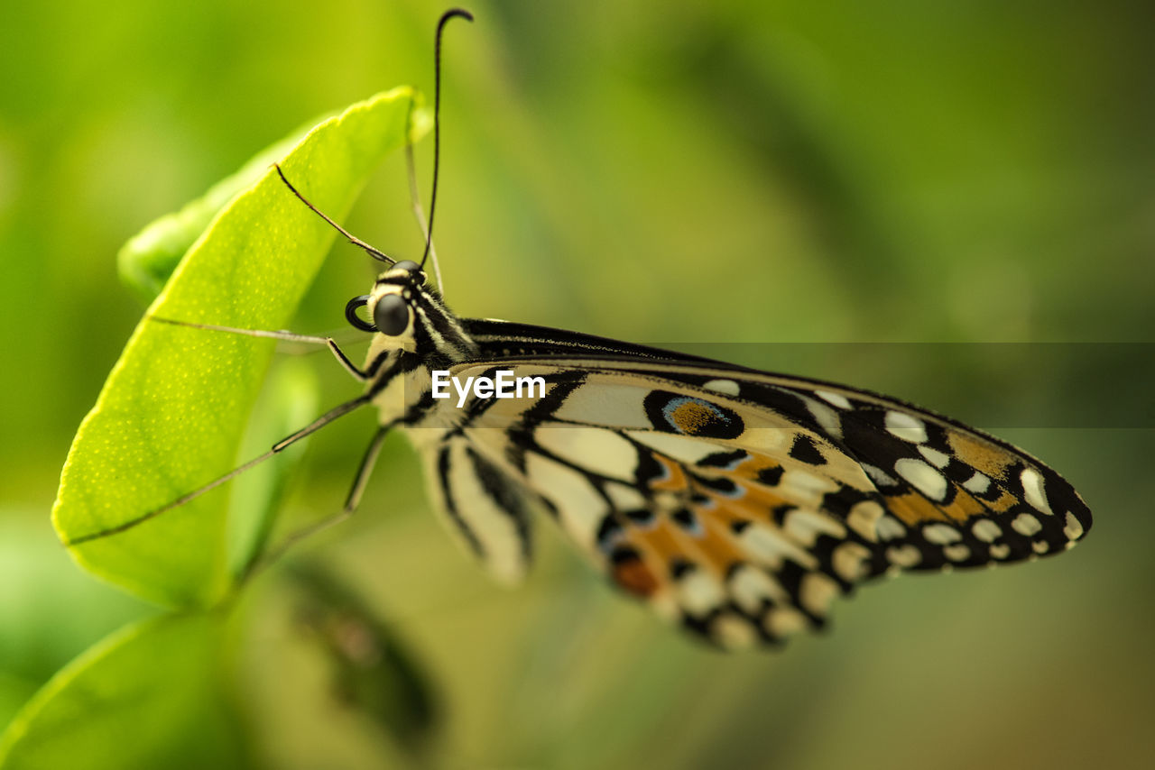 CLOSE-UP OF BUTTERFLY ON LEAF