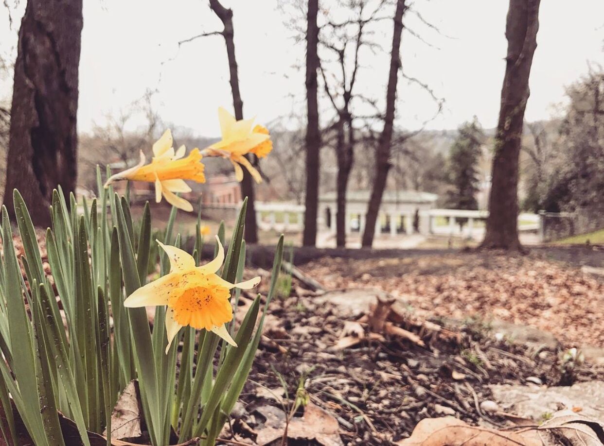 Close-up of yellow daffodil blooming on field