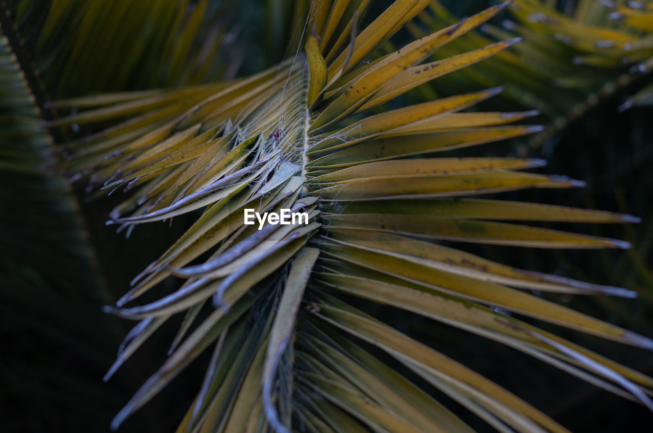 Close-up of palm leaf