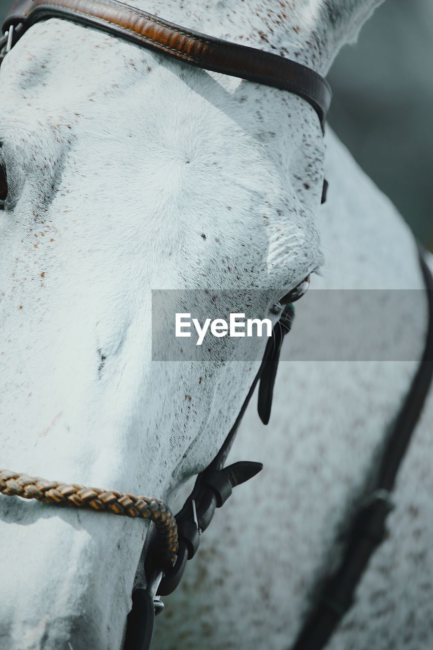 CLOSE-UP OF LIZARD ON A HORSE