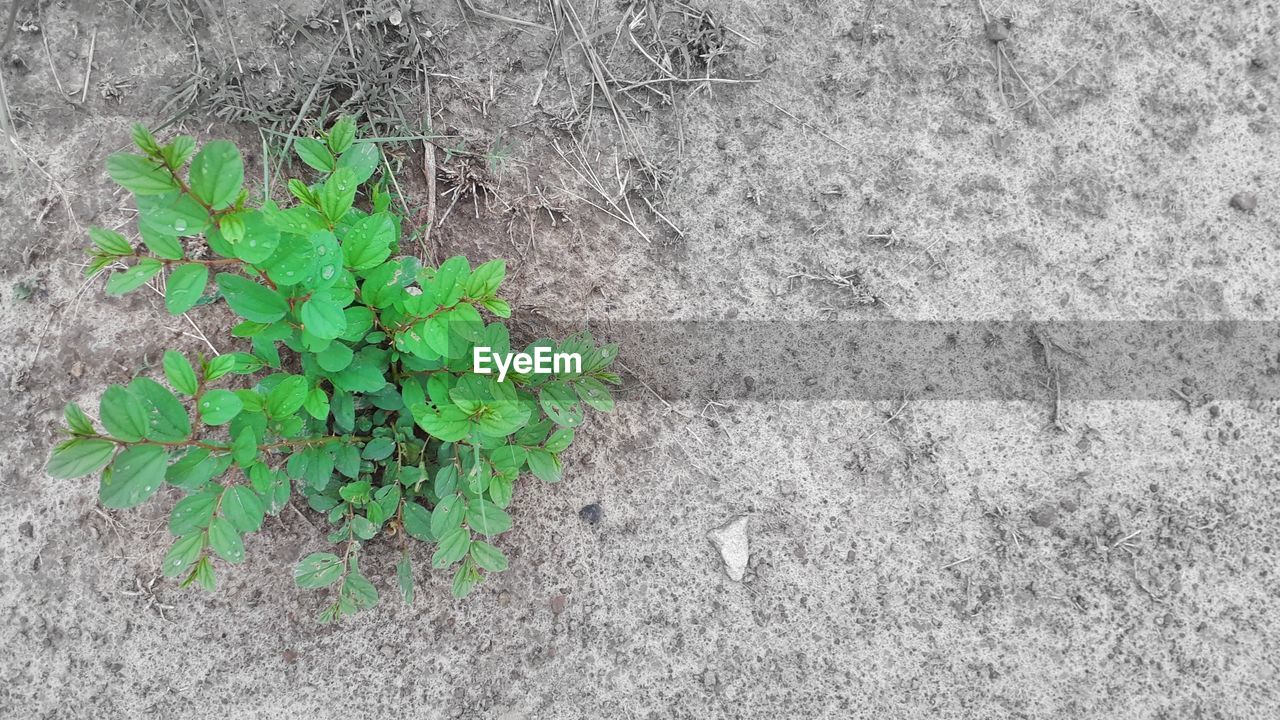 HIGH ANGLE VIEW OF PLANTS GROWING ON FIELD