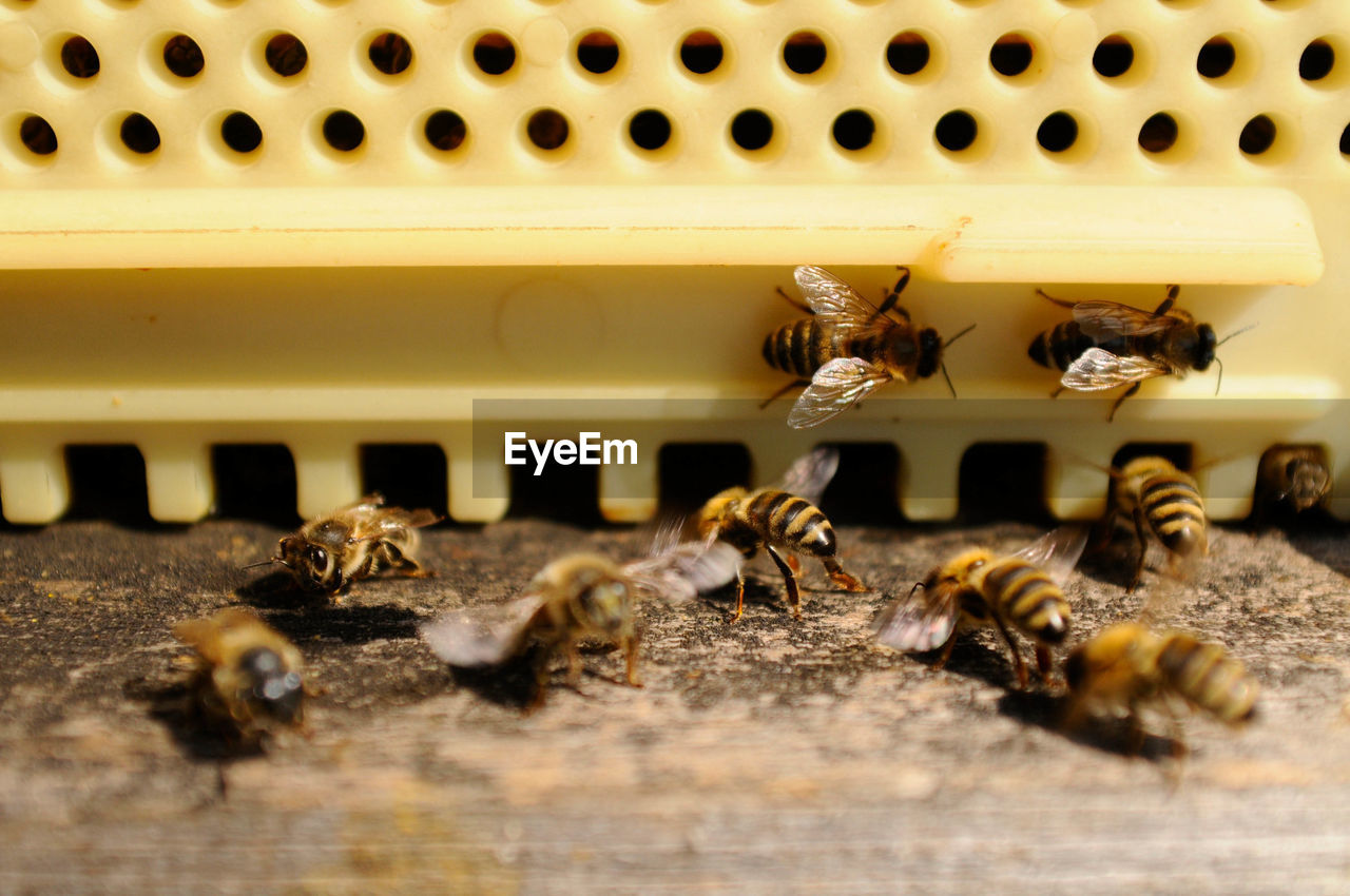 Wooden beehive, bees flying and crawling around at the entrance