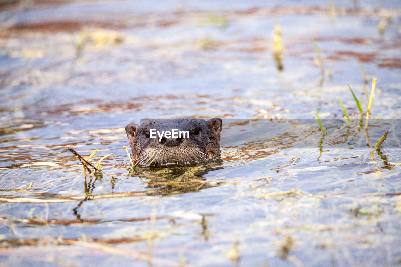 HIGH ANGLE VIEW OF ANIMAL SWIMMING IN LAKE