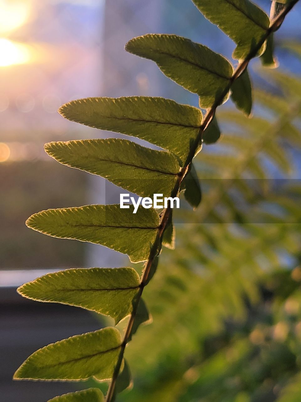 branch, leaf, tree, green, sunlight, plant part, plant, nature, yellow, plant stem, no people, autumn, close-up, macro photography, focus on foreground, flower, growth, beauty in nature, outdoors, day, environment, sky, food and drink, tranquility