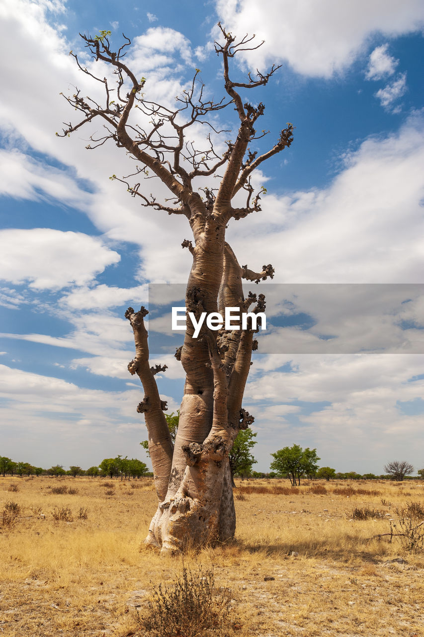 Dead tree on field against sky